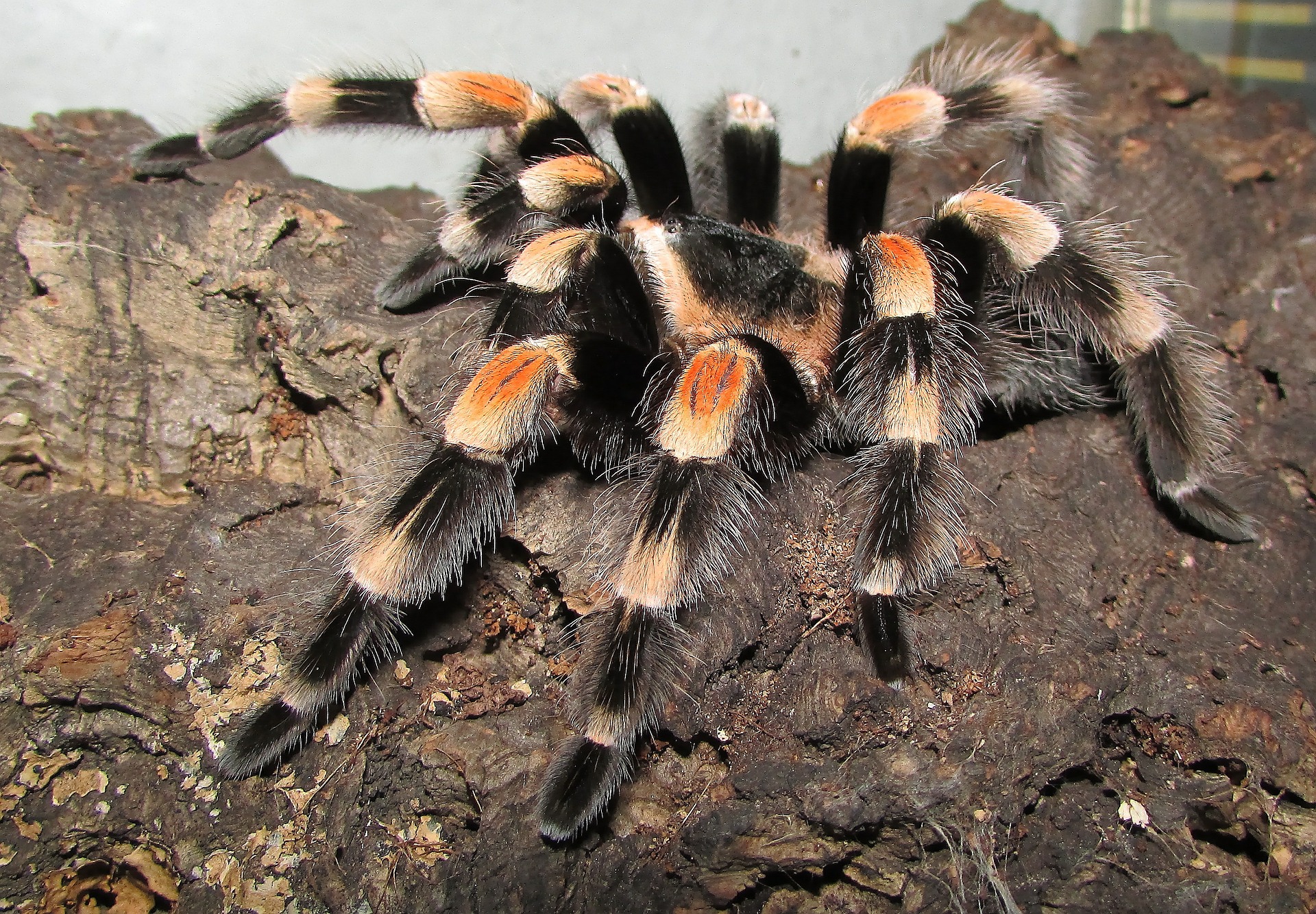 how to care for a mexican red knee tarantula